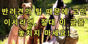 반려견 털 썸네일